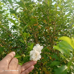 Double White Hibiscus Plant – Premium Double Flowering Hibiscus
