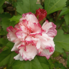 Hibiscus Special Color Plant – Premium Exotic Flowering Hibiscus