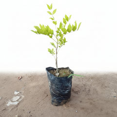 Wisteria Vine Small Plant (Wasteria Bail) | Elegant Flowering Climber