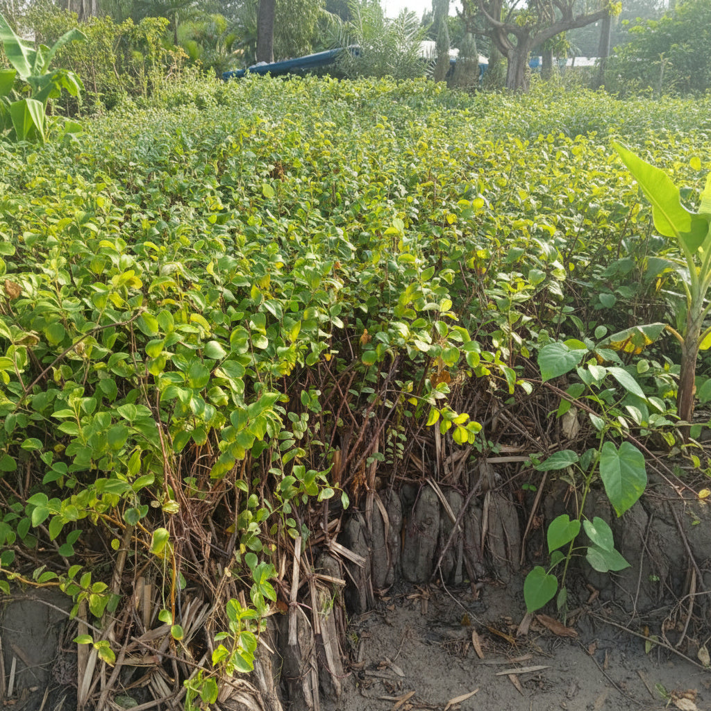 Sindhri Bair Plant – Premium Sweet Ber / Jujube Fruit Plant