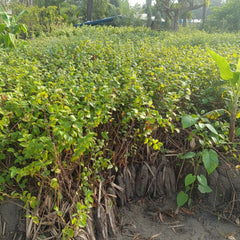 Sindhri Bair Plant – Premium Sweet Ber / Jujube Fruit Plant