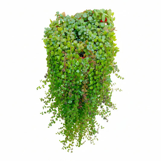 Tangled Heart Plant-A Charming Cascade