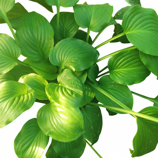 Hosta Lily Green Bulb-A Beautiful Foliage Plant