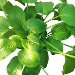 Hosta Lily Green Bulb-A Beautiful Foliage Plant
