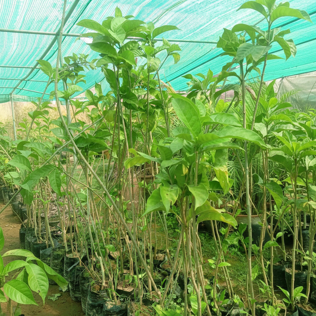 Gardenia Plant in Pakistan  Fragrant White Blooms for Home Gardens