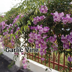 Garlic Vine Plant  Beautiful Purple Blooms with a Natural Garlic Aroma
