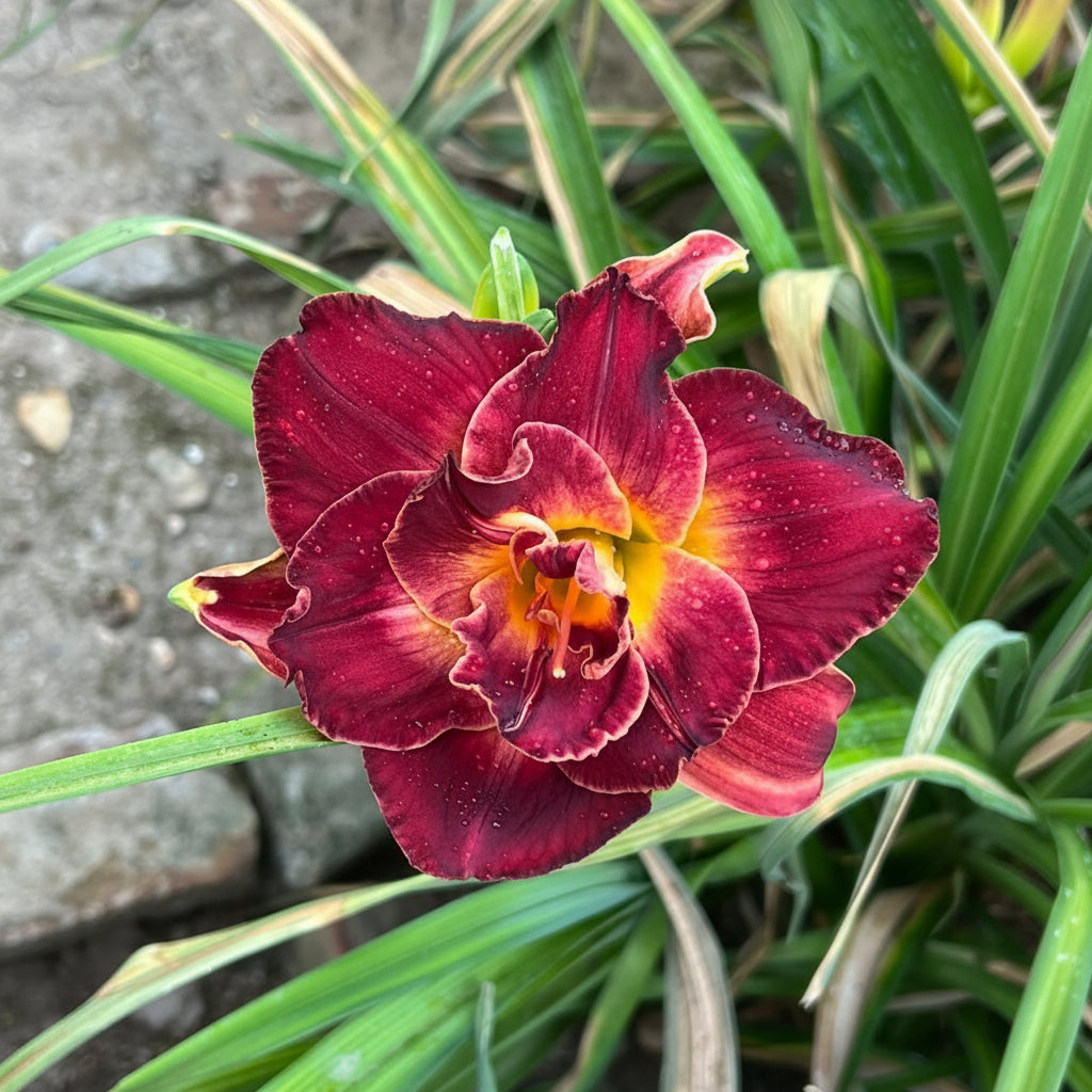 Imported Day Lily Bulbs – Premium Hybrid Zephyranthes Collection