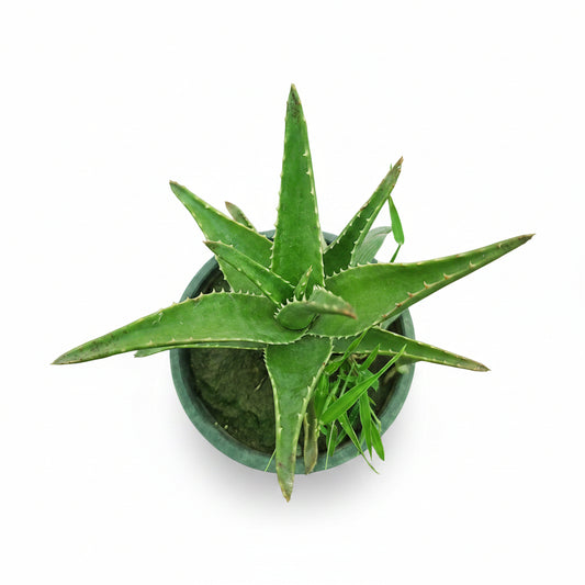 Decorative Aloe Vera Succulent – Ornamental & Medicinal Plant