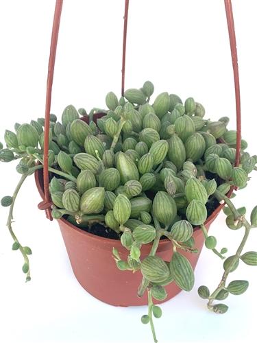 String of Watermelon – Decorative Trailing Indoor Plant