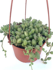 String of Watermelon – Decorative Trailing Indoor Plant