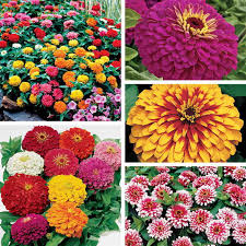 Amaranthus Tricolour Flower Seeds | Multicolor Foliage for Summer Gardens