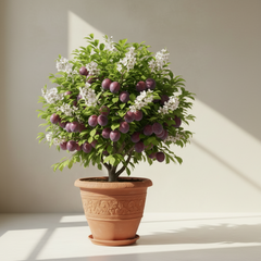 Aloocha Plant – Sweet Plum Fruit Tree (Prunus domestica)