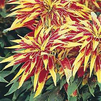Amaranthus Tricolour Flower Seeds | Multicolor Foliage for Summer Gardens