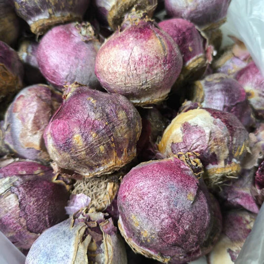 Hyacinth Pink Flower Bulb  Fragrant Winter-Sown Blooms