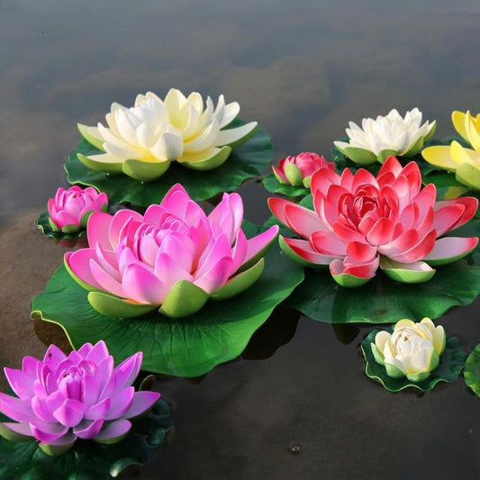 Mixed Color Lotus Seeds (10 Pack)  Red, White, Pink, Yellow | Aquatic Plants for Ponds