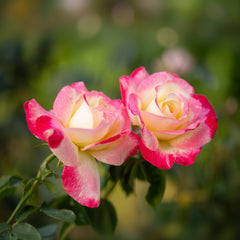 English Rose Double Delight – Cream & Red Fragrant Bi-Color Rose