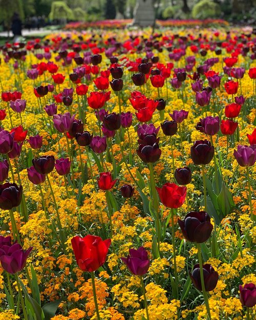 Imported Tulip-Any Color (1 Bulb)