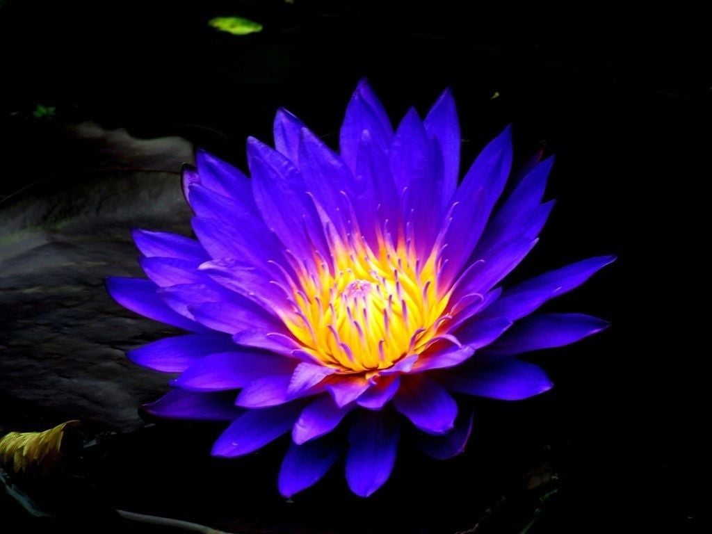 Blue Water Lily Flower Seeds | Aquatic Blooming Plant for Ponds