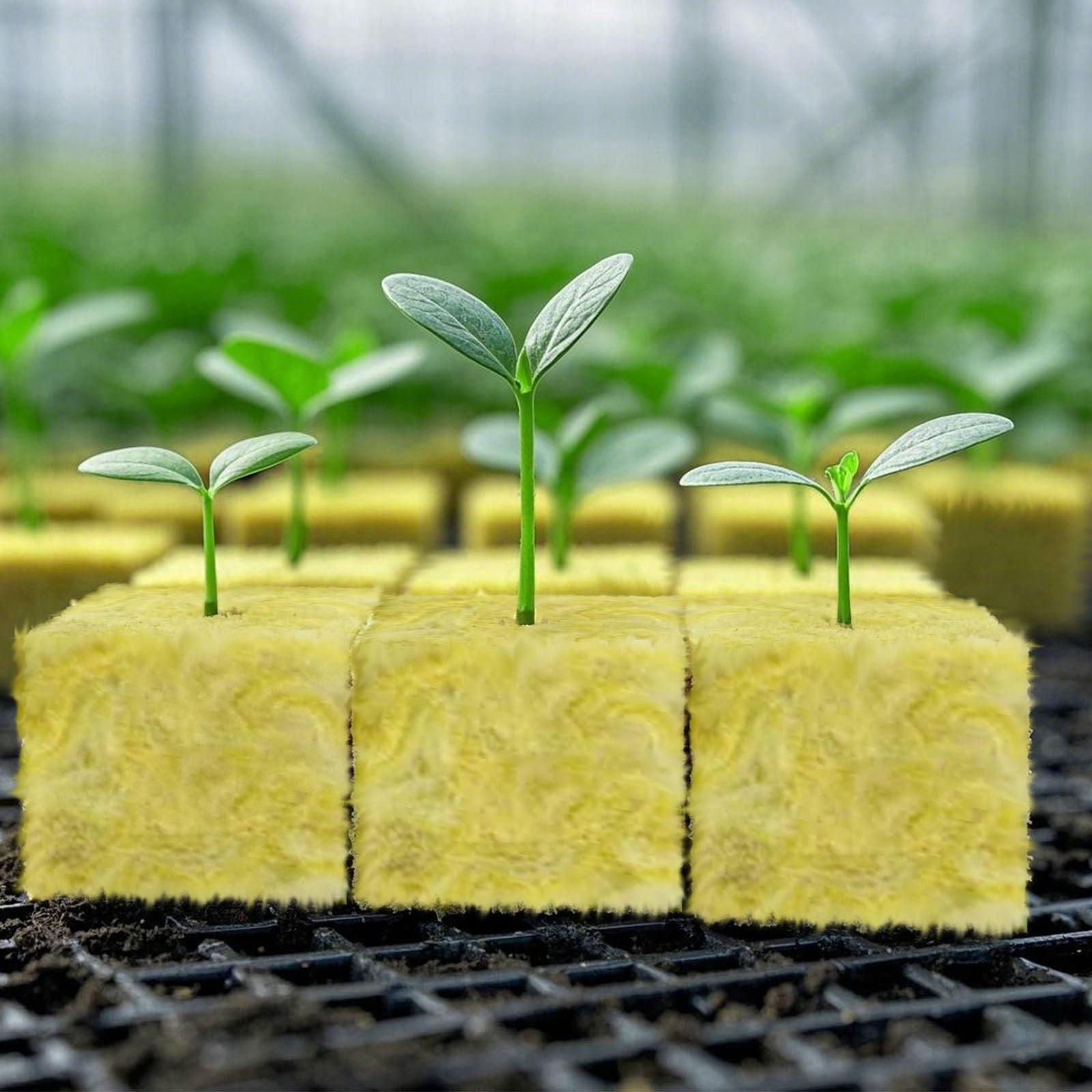 Stone Wool (Rock Wool) Seed Grow Kit – Premium Hydroponic Seed Starter Kit