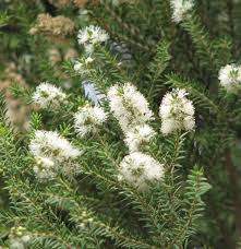 Melaleuca (Tea Tree) Plant  Medicinal & Ornamental Shrub for Pakistani Climate