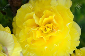 Petunia Yellow Flower Seeds  Winter Flowering Annual
