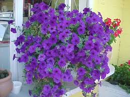Petunia Hanging Purple Flower Seeds  Trailing Variety for Winter Gardens
