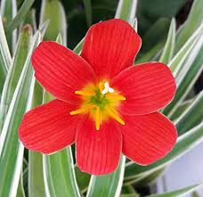 Rain Lilly-Red (1 Bulb)