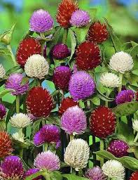 Gomphrena Mix Flower Seeds in Pakistan  Colorful Globe Amaranth Blooms