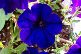 Petunia Blue Flower Seeds  Cool-Season Annual for Pots & Borders