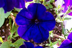 Petunia Blue Flower Seeds  Cool-Season Annual for Pots & Borders