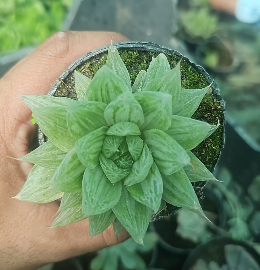 Haworthia Succulent – Indoor Decorative Low-Maintenance Plant