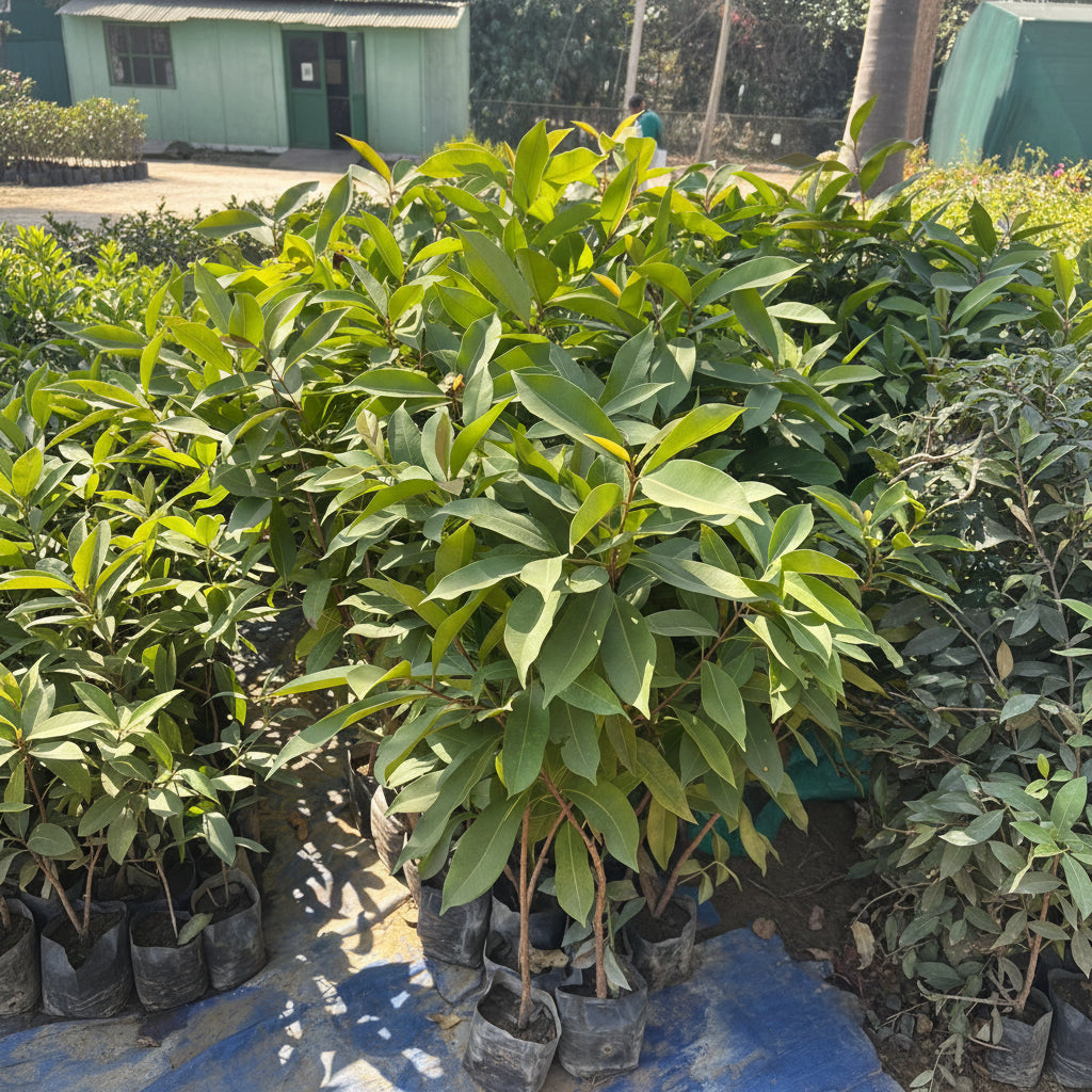 Jamun Plant – Syzygium cumini (Indian Blackberry)
