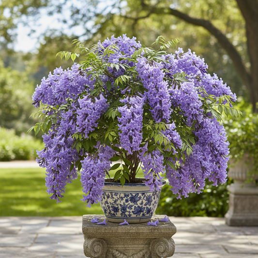 Jacaranda Plant – Blue Jacaranda Flowering Ornamental Tree
