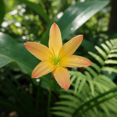 Rain Lily Hybrid Golden Mango – Warm Yellow Premium Bulb