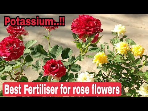 Rose Fertilizer (500 gm)