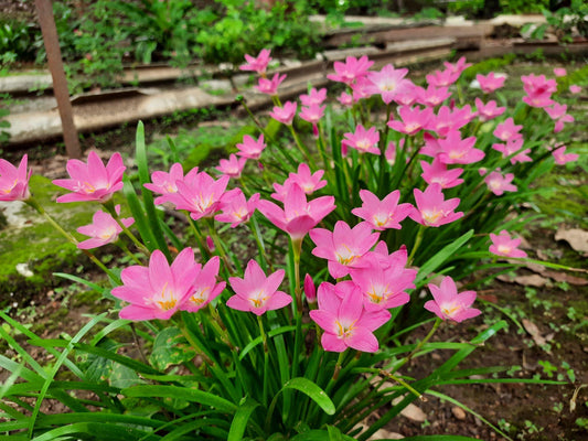 Rain Lily Hybrid Rosy Grow – Soft Pink Elegant Bulb