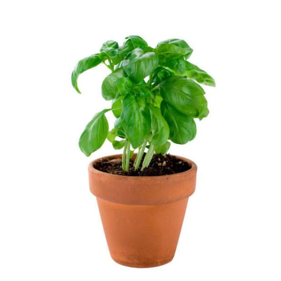 Basil Plant – Aromatic Culinary & Medicinal Herb