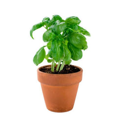 Basil Plant – Aromatic Culinary & Medicinal Herb