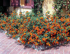 Lantana Plant in Pakistan  Hardy Colorful Flowering Shrub