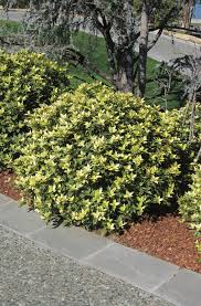 Osmanthus Plant in Pakistan  Evergreen Fragrant Flowering Shrub