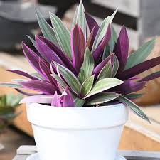 Rio Plant – Tradescantia spathacea 'Rio' Colorful Foliage Plant