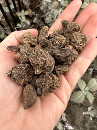 Anemone Flower Bulbs  Pack of 7 | Spring Blooms from Winter Sowing