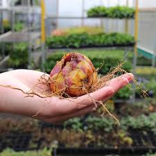 Imported Lilliam-Pink (1 Bulb)