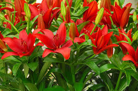 Imported Lilliam-Red (1 Bulb)