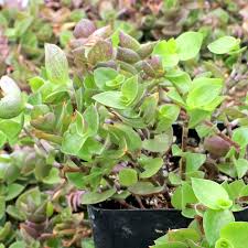 Turtle Vine Plant