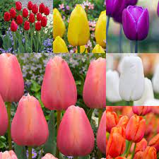 Imported Tulip-Any Color (1 Bulb)