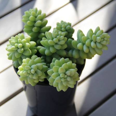 Green Bondi Succulent – Colorful Decorative Succulent Plant