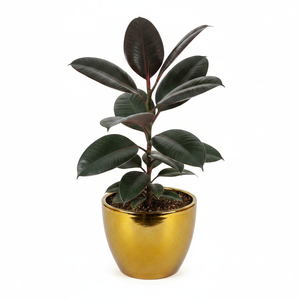 Rubber Plant – Ficus elastica Indoor Ornamental Plant