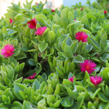 Baby Sunrose Plant – Aptenia (Ice Plant) Succulent for Ground Cover