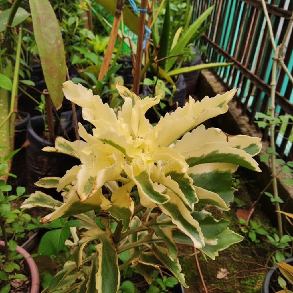 Kalanchoe Variegated Yellow – Rare Golden Variegated Succulent Plant